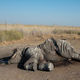 Mike Chase of Elephants Without Borders surveys an elephant killed by poachers.